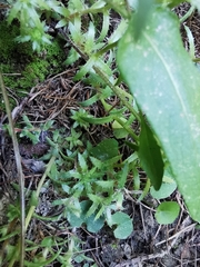 Saxifraga aspera