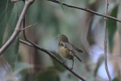 Acanthiza pusilla