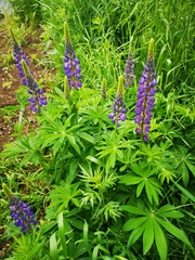 Lupinus polyphyllus