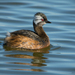 White-tufted Grebe (Chilean) - Photo (c) javiergross, some rights reserved (CC BY-NC), uploaded by javiergross