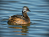 White-tufted Grebe (Chilean) - Photo (c) javiergross, some rights reserved (CC BY-NC), uploaded by javiergross