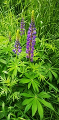 Lupinus polyphyllus