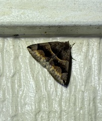Gondysia
