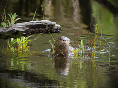 Lontra provocax