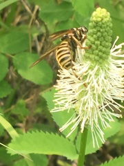 Temnostoma excentrica
