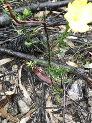 Hibbertia cistiflora