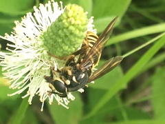 Temnostoma excentrica