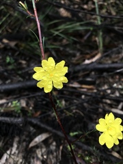 Hibbertia cistiflora