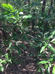 Guioa acutifolia