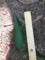 Guioa acutifolia