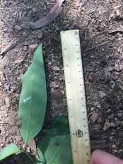 Guioa acutifolia