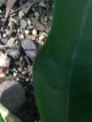 Guioa acutifolia