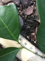 Guioa acutifolia
