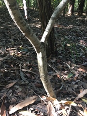Guioa acutifolia