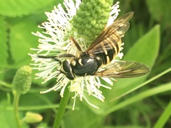 Temnostoma excentrica
