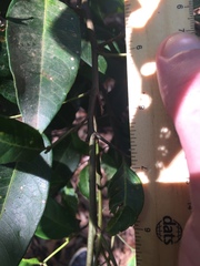 Guioa acutifolia
