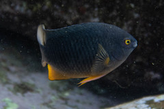 Plectroglyphidodon gascoynei