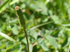 Sanguisorba stipulata
