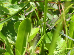 Sanguisorba stipulata
