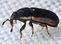 Mecinus circulatus
