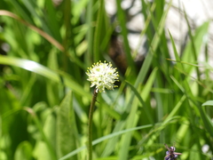 Triantha occidentalis