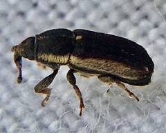 Mecinus circulatus