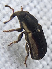 Mecinus circulatus