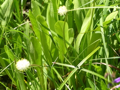 Triantha occidentalis