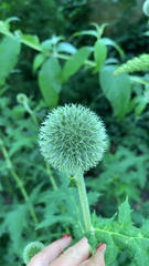 Echinops sphaerocephalus