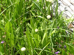 Triantha occidentalis