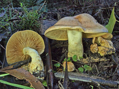 Cortinarius memoria-annae
