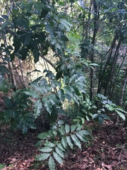 Toechima daemelianum