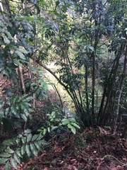 Toechima daemelianum