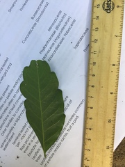 Toechima daemelianum