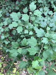 Ribes alpinum