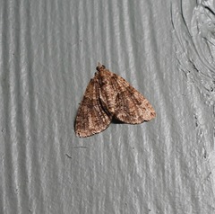 Polyclysta hypogrammata