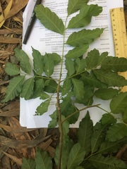 Toechima daemelianum