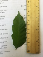 Toechima daemelianum