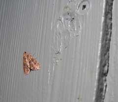 Polyclysta hypogrammata