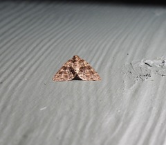 Polyclysta hypogrammata