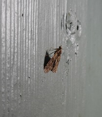 Polyclysta hypogrammata