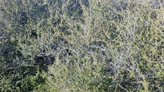 Kunzea tenuicaulis