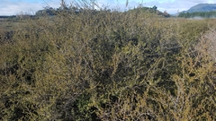 Kunzea tenuicaulis
