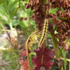 Acronicta cinerea