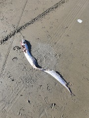 Lepidopus caudatus