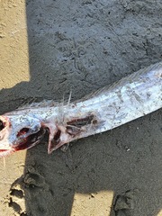 Lepidopus caudatus