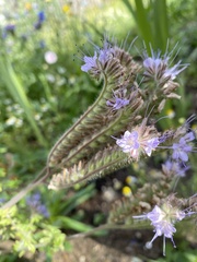 Phacelia tanacetifolia