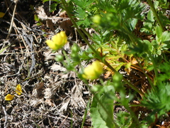 Potentilla drummondii