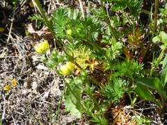 Potentilla drummondii