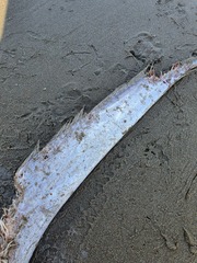 Lepidopus caudatus